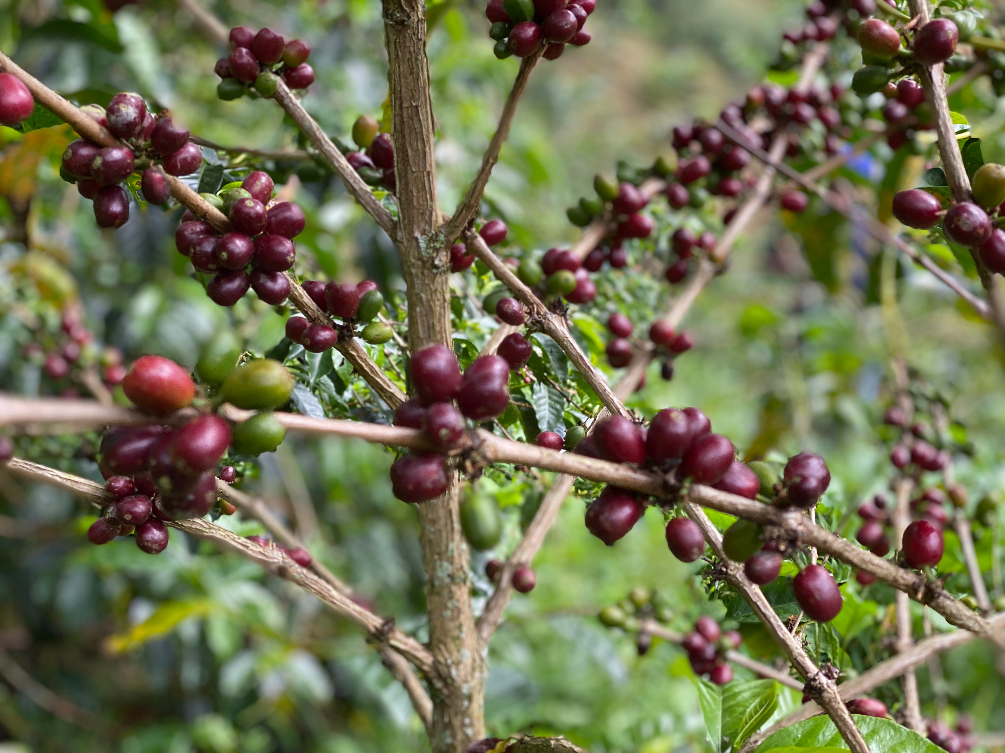 Colombia - Jorge Rojas - Honey Geisha