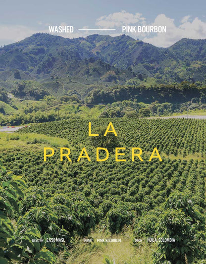 Colombia - La Pradera - Washed Pink Bourbon