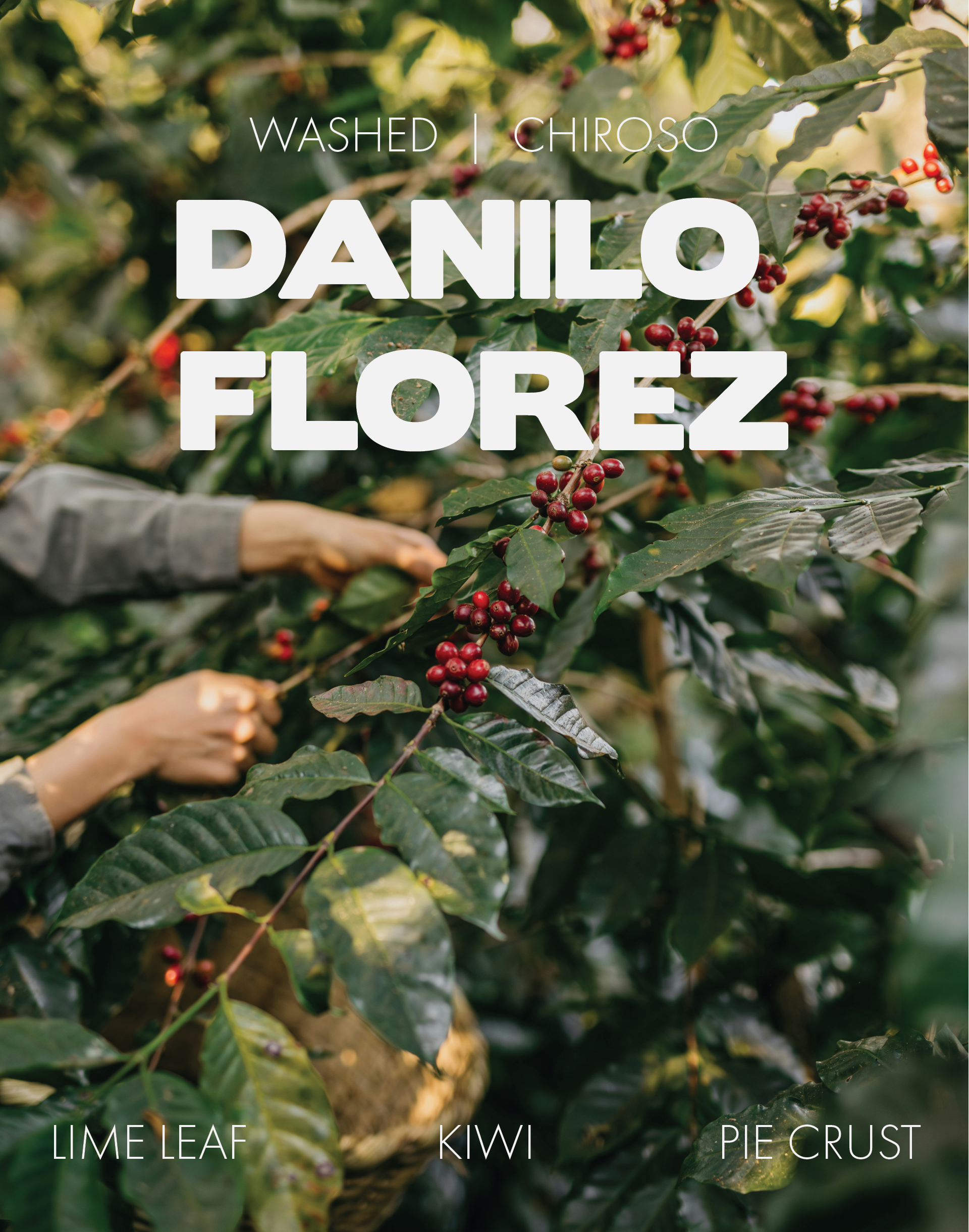 Colombia - Danilo Florez - Washed Chiroso